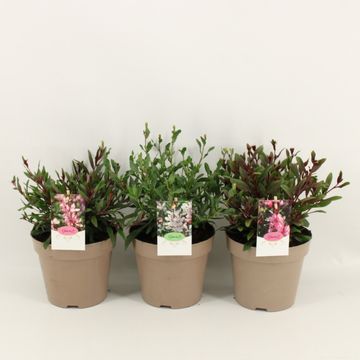 Gaura lindheimeri MIX