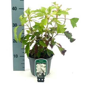 Hydrangea quercifolia ICE CRYSTAL