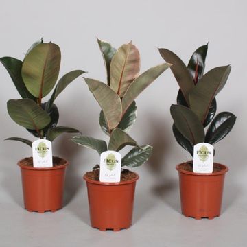 Ficus MIX