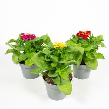 Zinnia elegans MIX