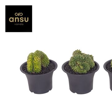 Gymnocalycium SPINELESS