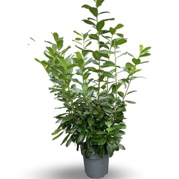 Prunus laurocerasus 'Novita'