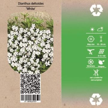 Dianthus deltoides 'Albiflorus'
