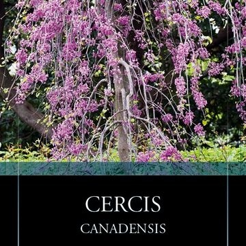 Cercis canadensis LAVENDER TWIST