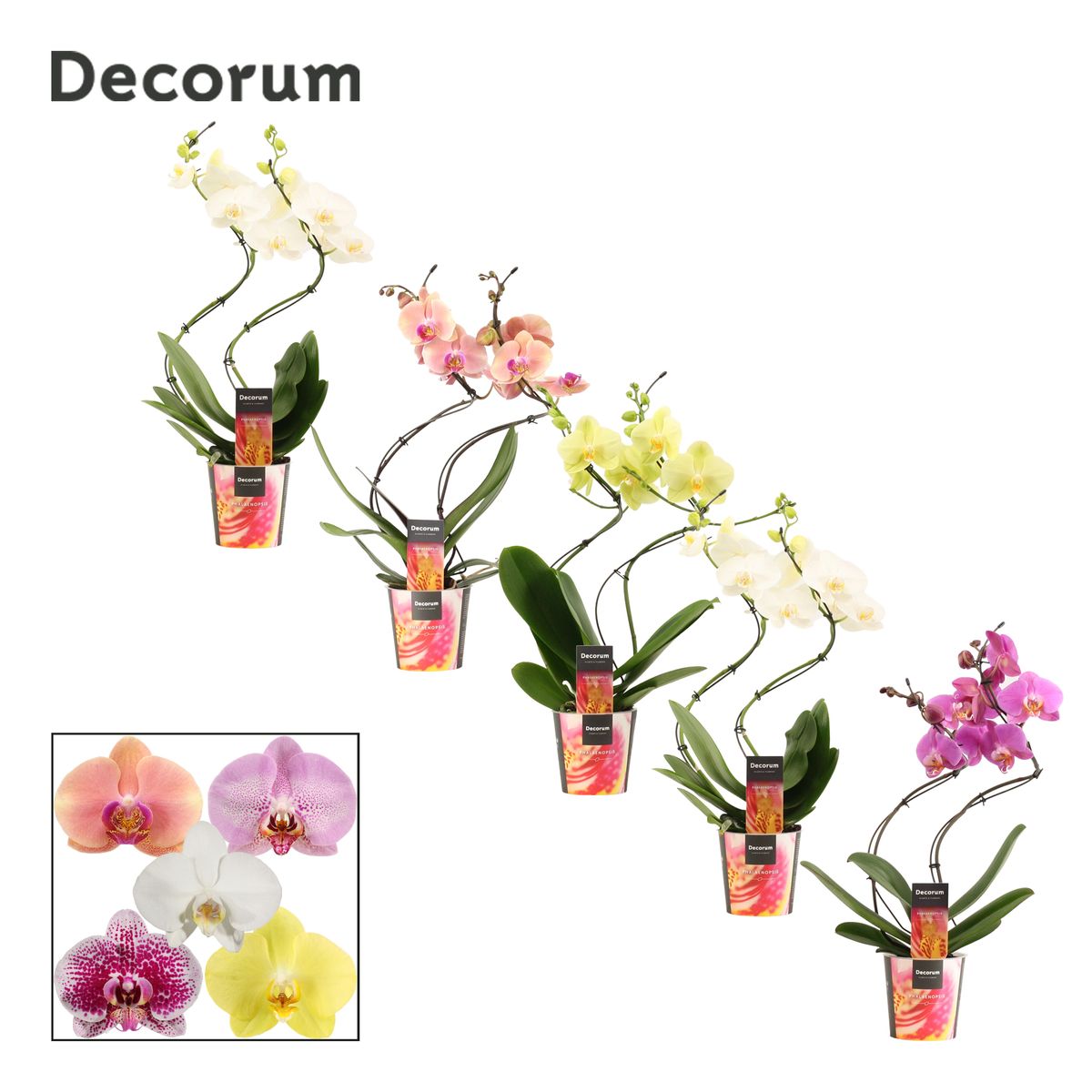 phalaenopsis-mix-plant-wholesale-floraccess