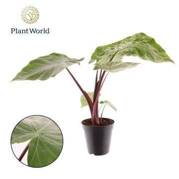 Alocasia 'Dark Star'