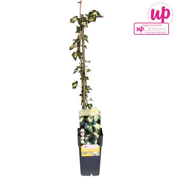 Hedera helix 'Goldheart'