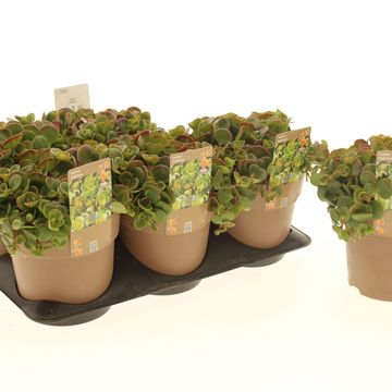 Sedum makinoi
