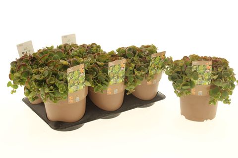 Sedum makinoi