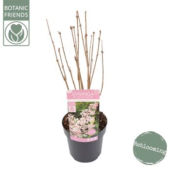 Syringa patula VIOLET UPRISING