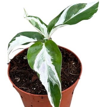 Calathea 'White Fusion'