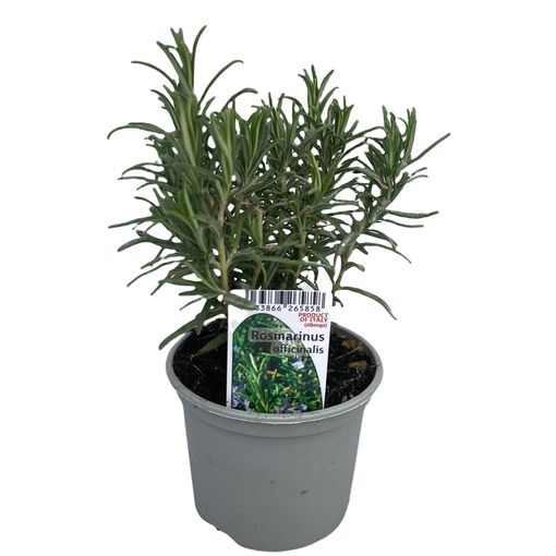 Rosmarinus officinalis (Green Collect Sales)