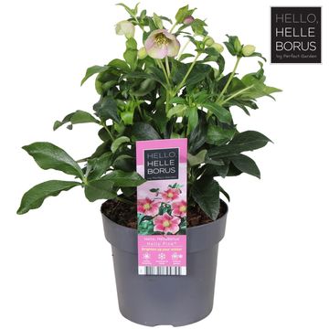 Гелеборус orientalis 'Hello Pink'