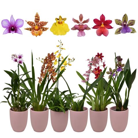 Orchid MIX