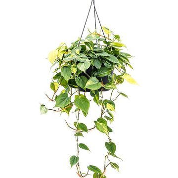 Filodendro scandens 'Brasil'