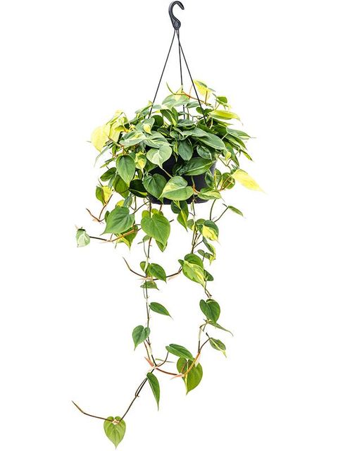 Filodendro scandens 'Brasil'