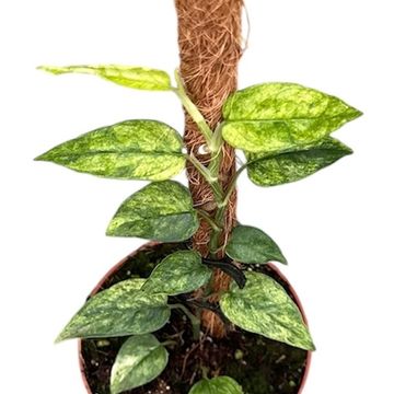 Epipremnum pinnatum 'Yellow Mint'