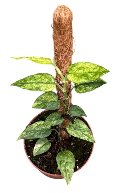 Epipremnum pinnatum 'Yellow Mint'