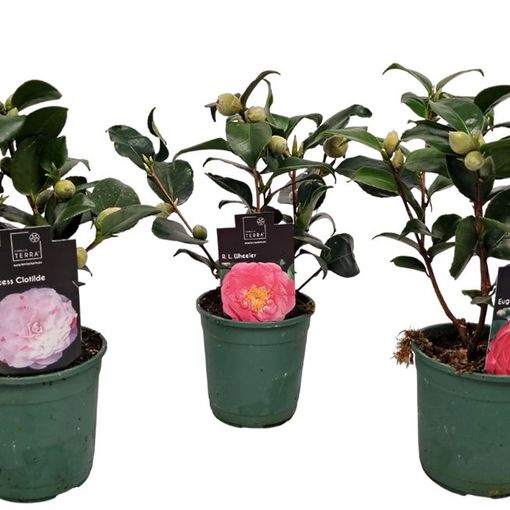 Camellia japonica MIX