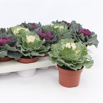 Капуста огородная MIX