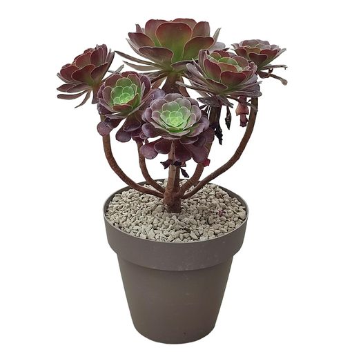 Aeonium arboreum