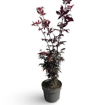 Acer palmatum 'Skeeter's Broom'