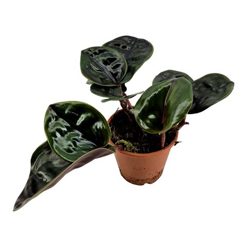 Geogenanthus ciliatus MIDNIGHT PEARL