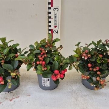 Gaultheria procumbens BIG BERRY