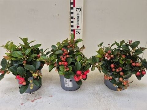 Gaultheria procumbens BIG BERRY