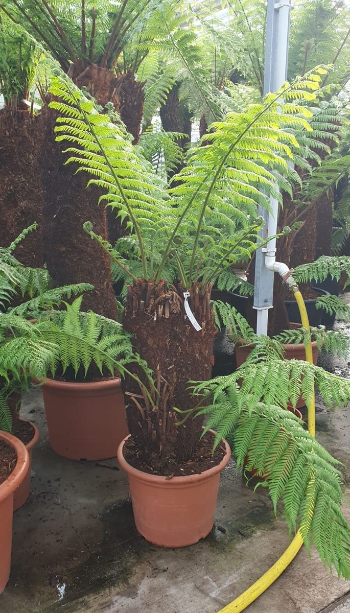 Dicksonia antarctica — Plant Wholesale FlorAccess