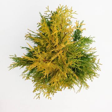 Thuja occidentalis 'Yellow Ribbon'