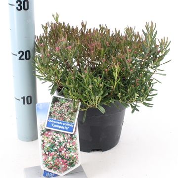 Andromeda polifolia 'Compacta'