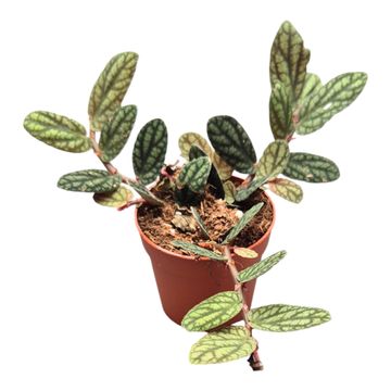 Pellionia pulchra