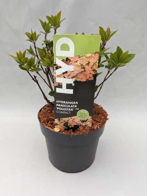 Hydrangea paniculata 'Polestar'
