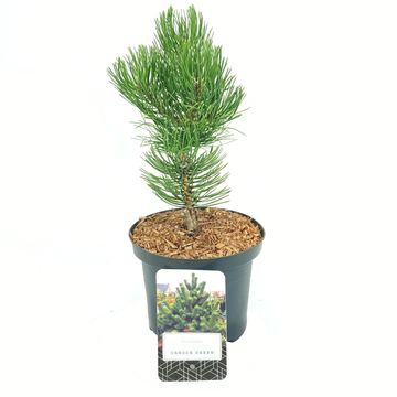 Pinus nigra 'Oregon Green'