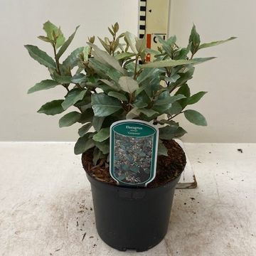 Elaeagnus x ebbingei 'Compacta'