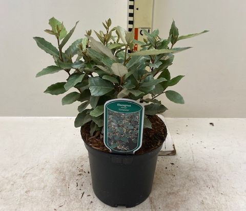 Elaeagnus x ebbingei 'Compacta'