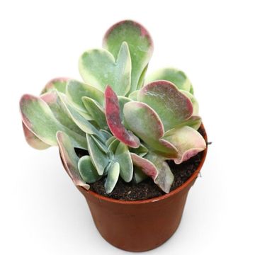 Kalanchoe thyrsiflora 'Variegata'