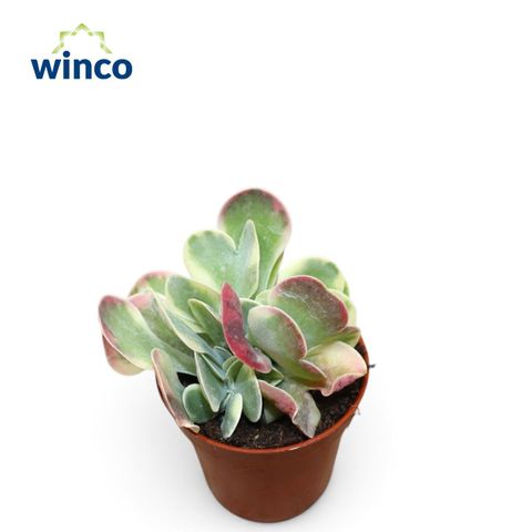 Kalanchoe thyrsiflora 'Variegata'