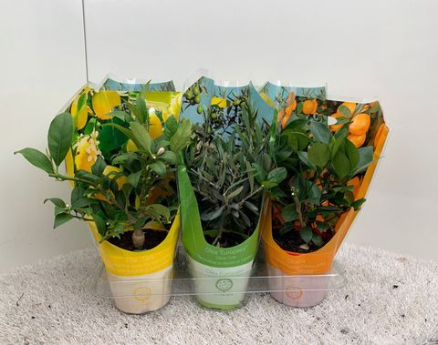 Citrus & Olea MIX