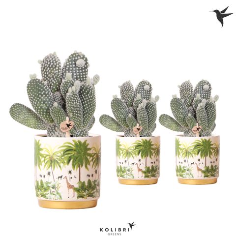 Opuntia MIX