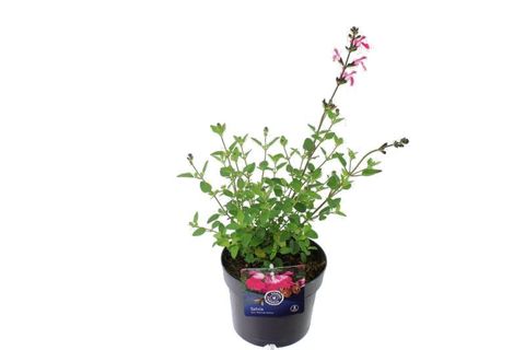 Salvia microphylla PINK LIPS