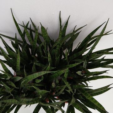 Sansevieria zeylanica 'Greenline'
