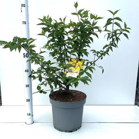 Cornus mas — Plant Wholesale FlorAccess