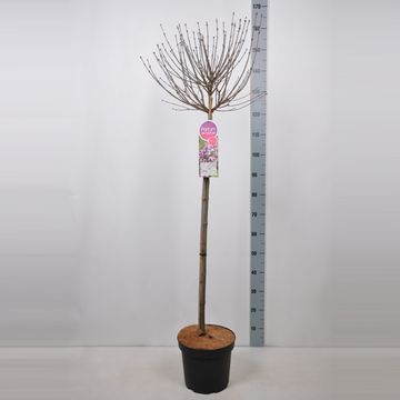 Syringa meyeri 'Palibin'