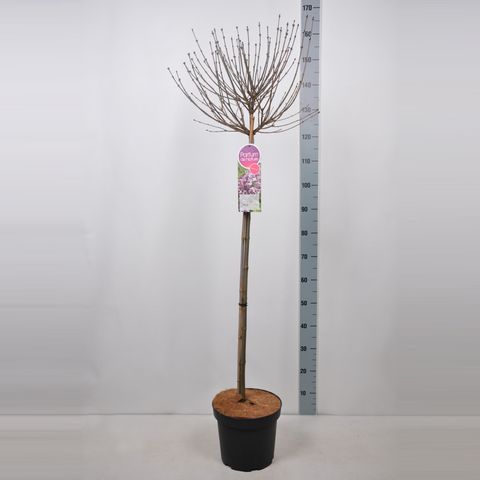 Syringa meyeri 'Palibin'