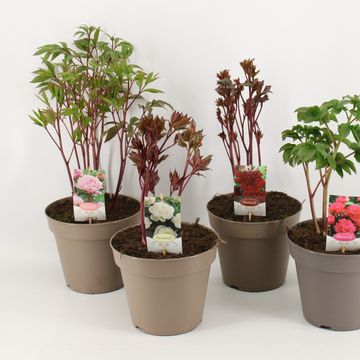 Paeonia LACTIFLORA MIX