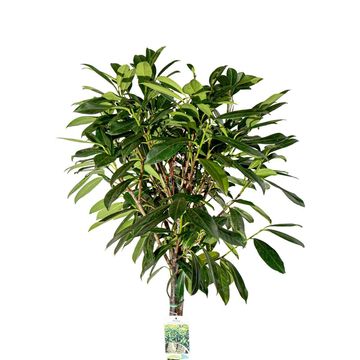 Prunus laurocerasus 'Caucasica'
