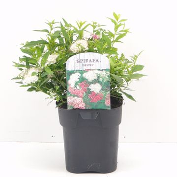 Spiraea japonica 'Genpei'