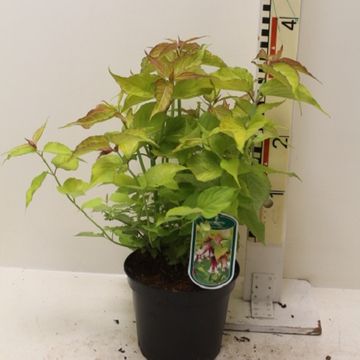 Leycesteria formosa GOLDEN LATERNS